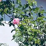 Complex Levoasi * 스트레사