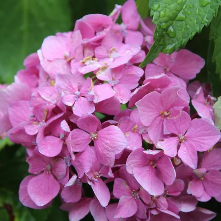 Complex Levoasi *