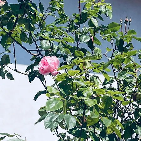 Complex Levoasi * Στρέσα