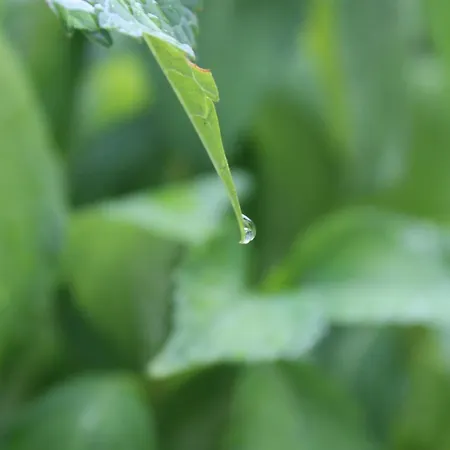 Complex Levoasi Διαμέρισμα *